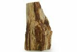 Triassic-Age Petrified Wood Log - Madagascar #378895-2